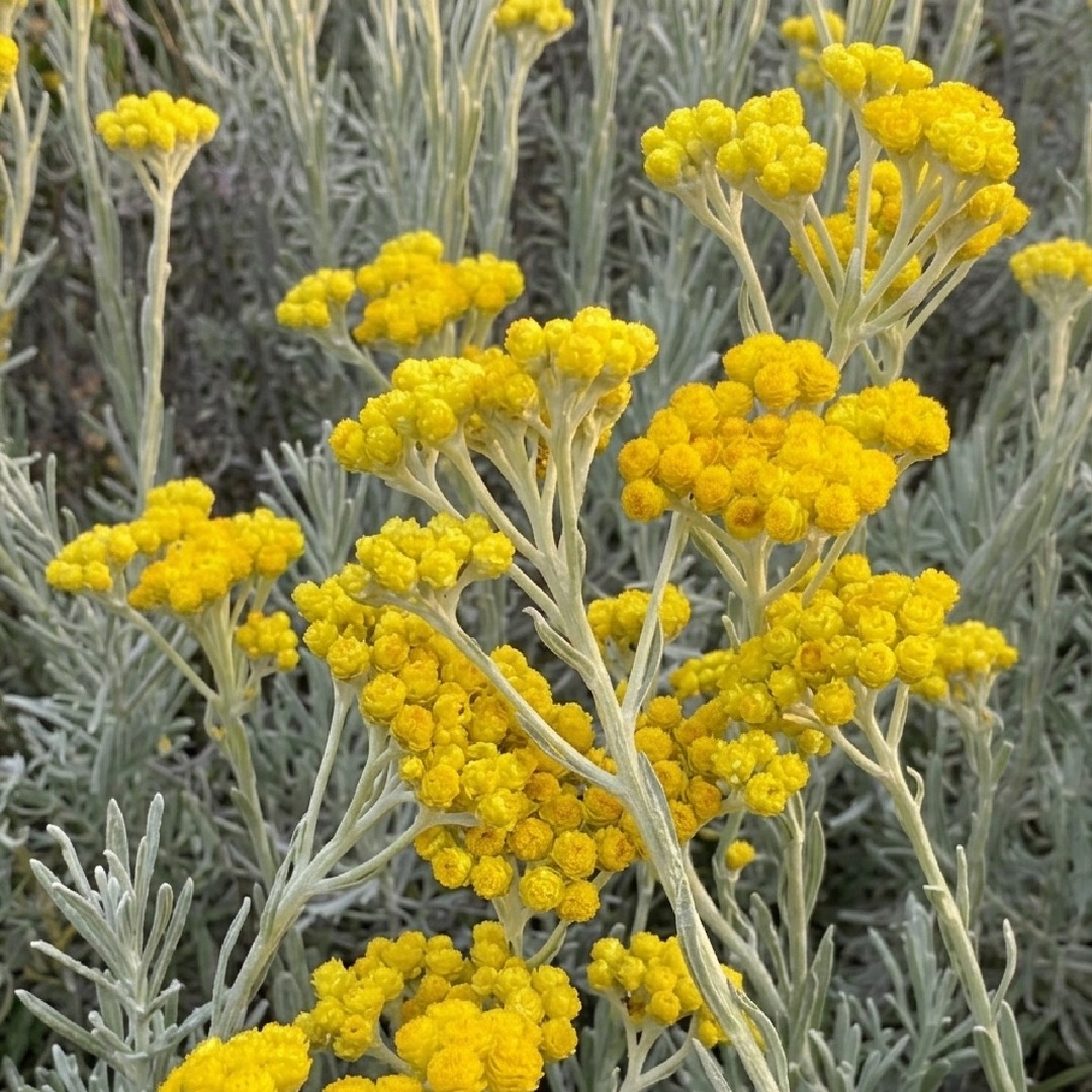 Cape Gold ingredient