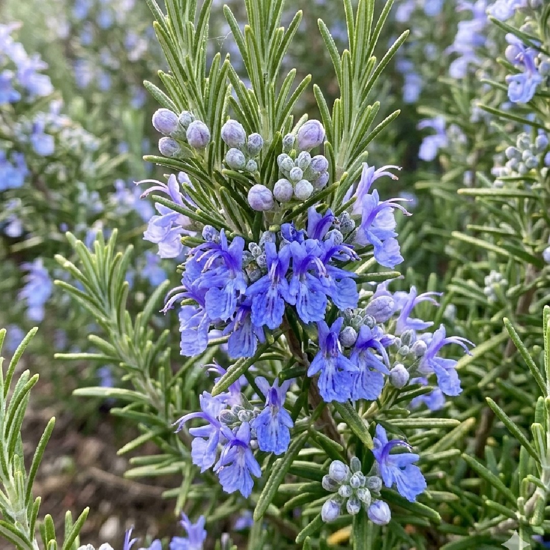 Rosemary Tuscan Blue ingredient