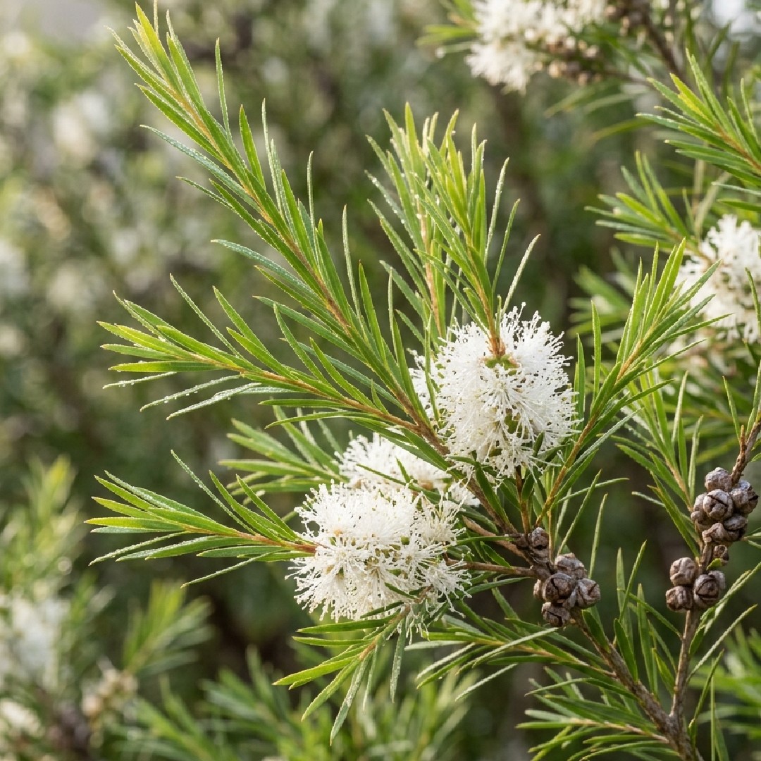 Tea Tree ingredient